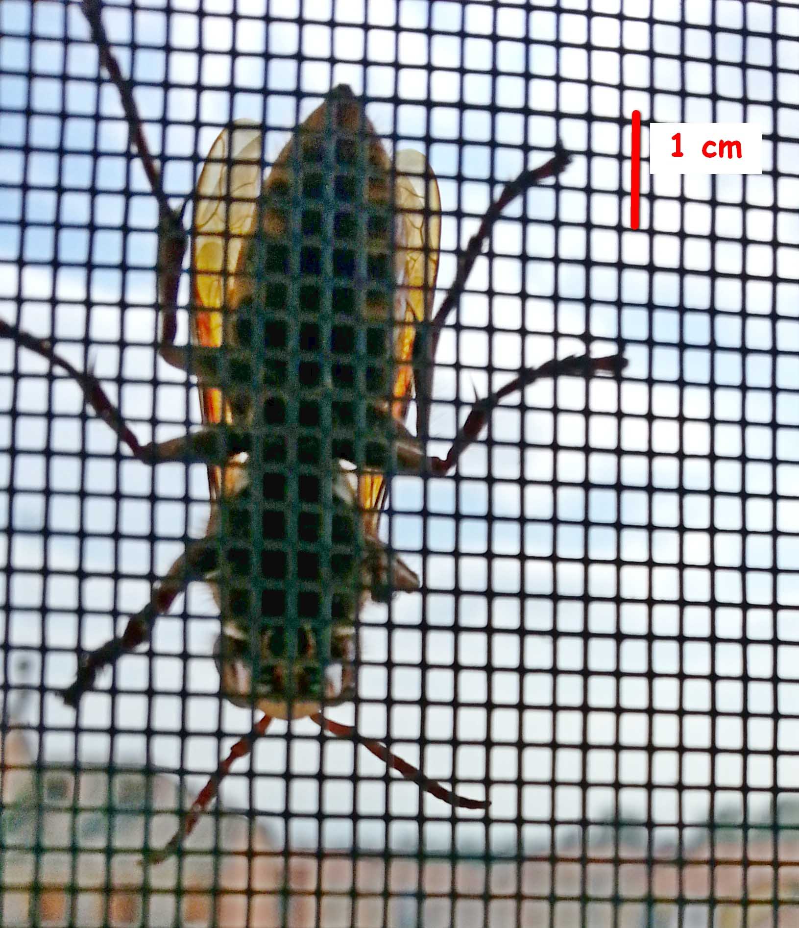 Vespa velutina? No, Vespa crabro